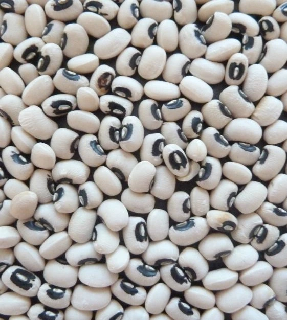 Black-Eyed Peas Cowpeas