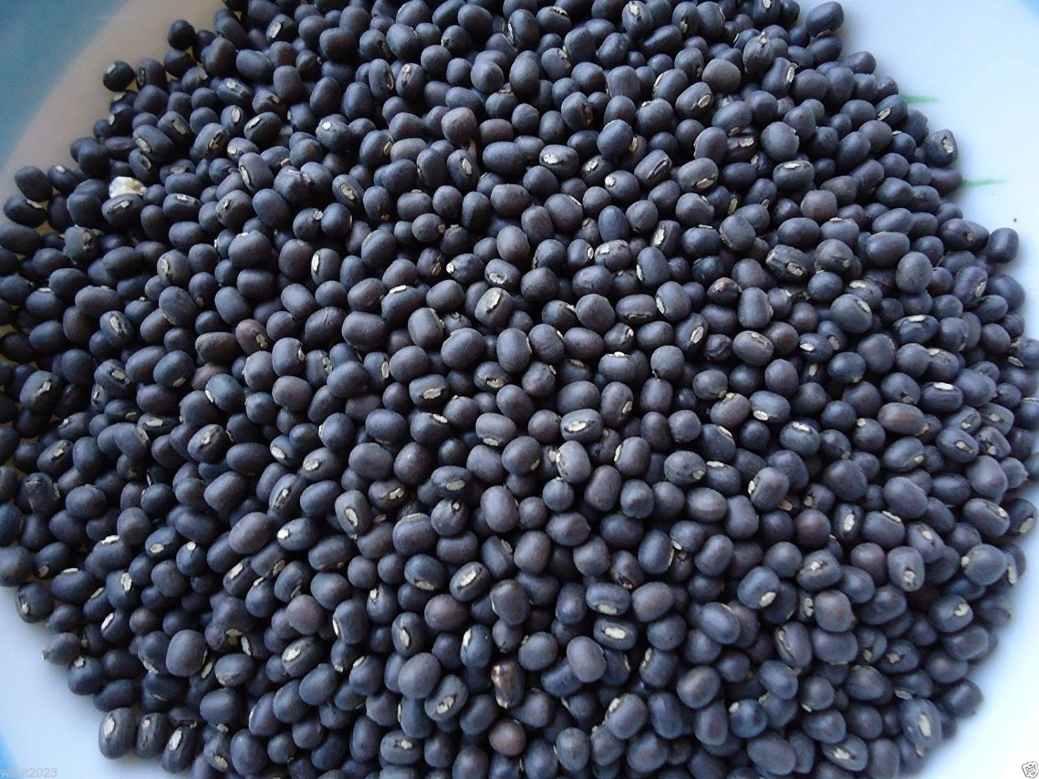Black Gram Urad Vigna mungo