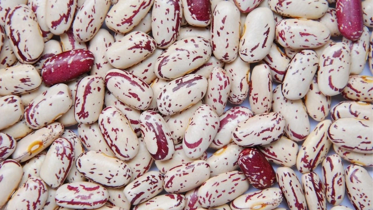 Light Speckled Kidney Beans LSKB